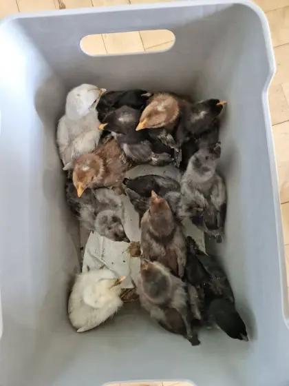 Küken Grünleger, Silverudds Blå, Olivleger