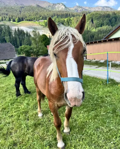 Noriker
