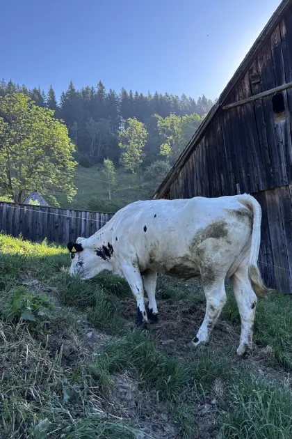 Verkaufe Bio PSS Jungkuh
