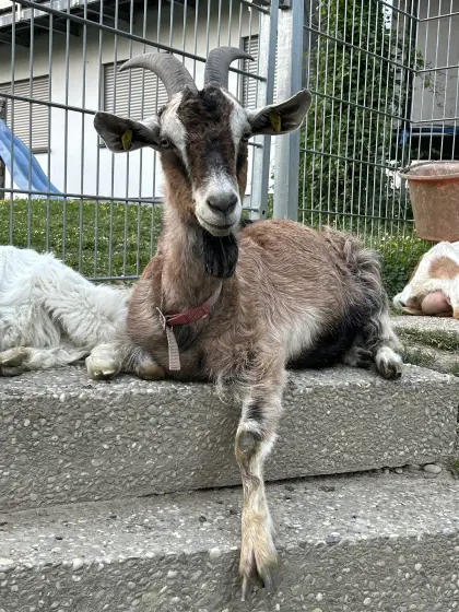 Ziegen in Milch, Tauern, Mixe, Kitze