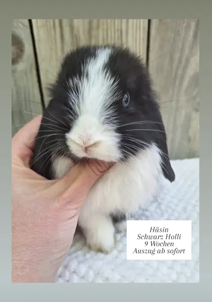 Zutrauliche Mini Lop Babys