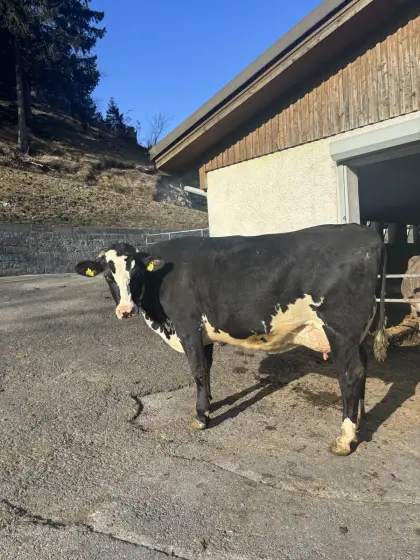 Verkaufe BS Kreuzungs-Erstlingskuh