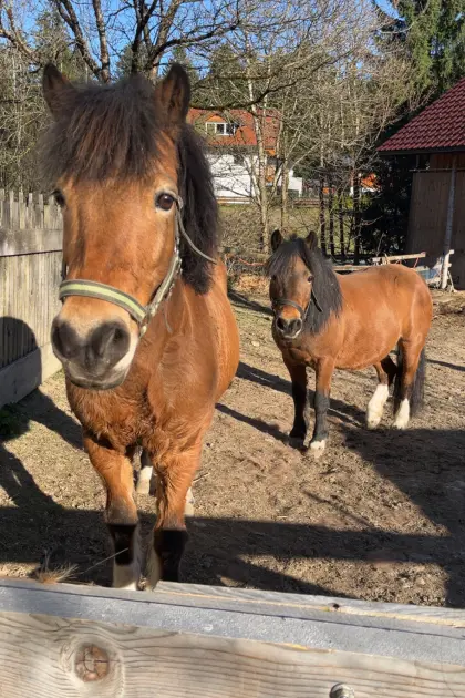 Shettys zu verkaufen
