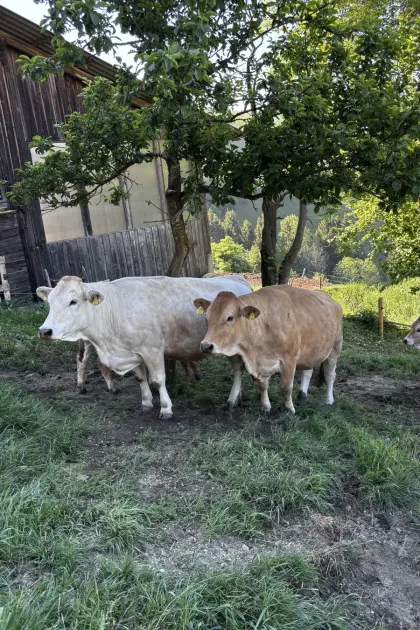 Verkaufe trächtige Bio Murbodner Kühe