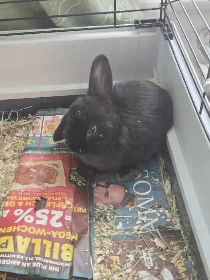 Kaninchen Weibchen