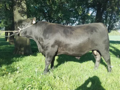 Angus-Stiere gekört