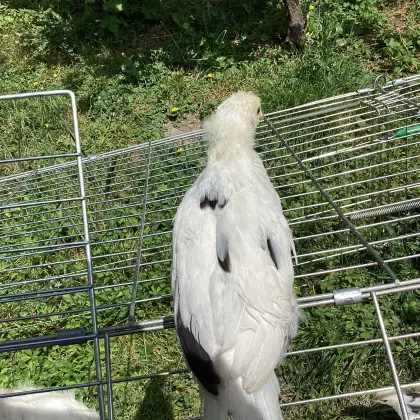 Reinrassige Exchequer Leghorn Jungtiere abzugeben.