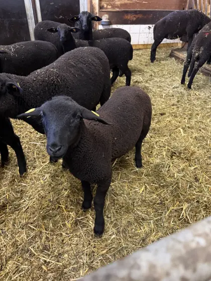 Jura Zuchtweibchen und Widder abzugeben