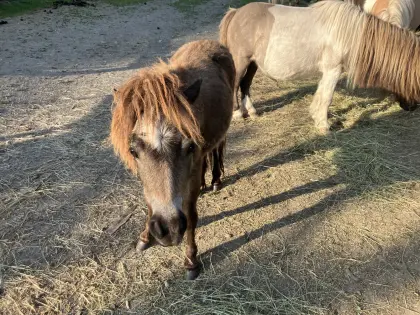 Mini-Shetty Hengstfohlen Sunstream Falko