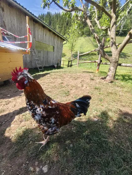 Hähne