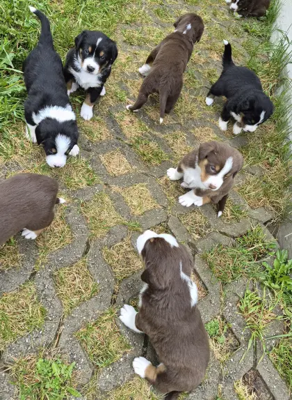 Swissydog-Welpen