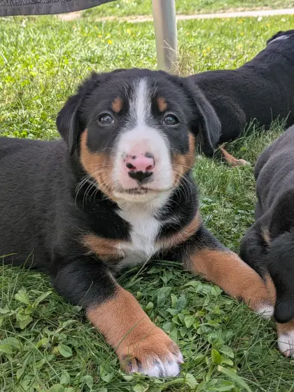 Appenzeller Sennenhund Welpen