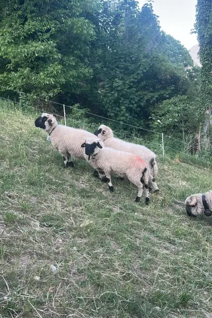 Walliser Schwarnasenschaf