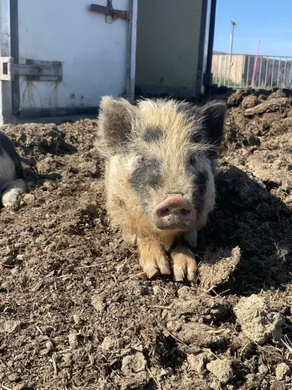 Bio Mini-Kune-Kune-Ferkel