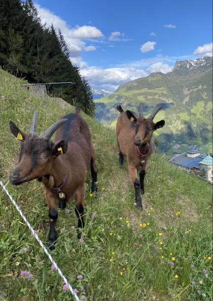 GGZ x Aosta Ziegen
