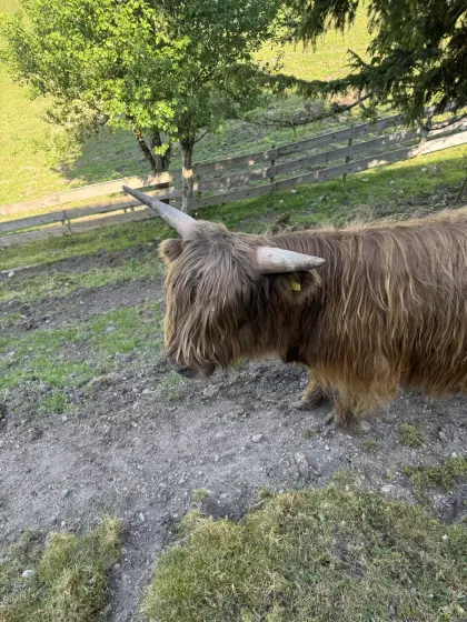 Hochlandstier abzugeben, springt
