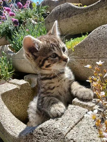 Babykatze (weiblich)