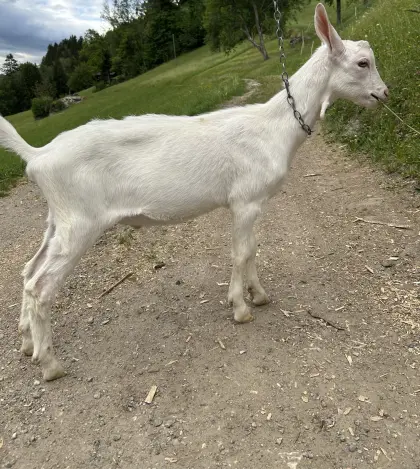 Saanebockkitz