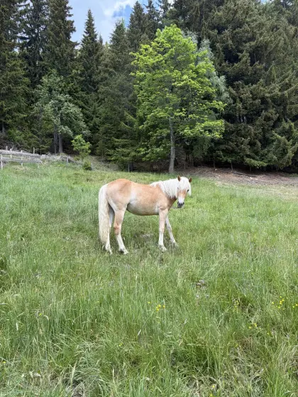 Wunderschöne 1-jährige Haflinger Stute