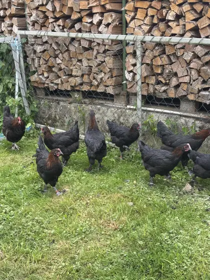 Marans Schwarz-Kupfer Junghennen