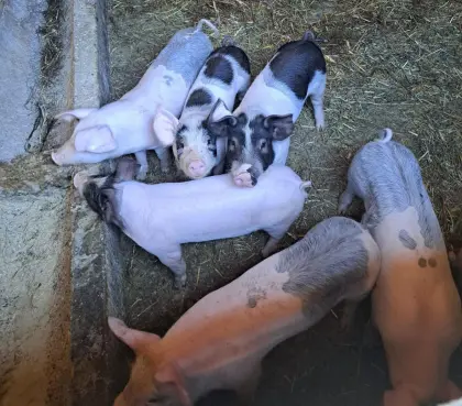 Ferkel zu verkaufen