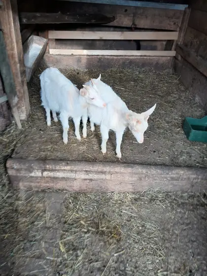 Saanenziegenkitze