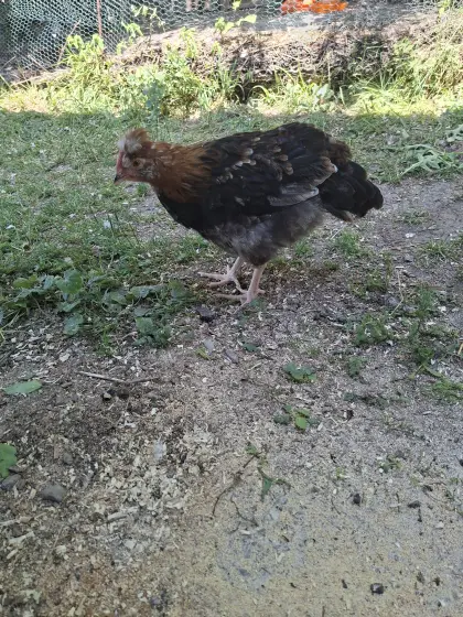 Sulmtaler Hahn