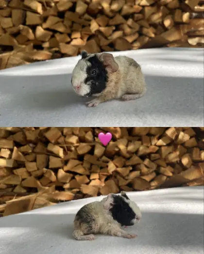 US Teddy