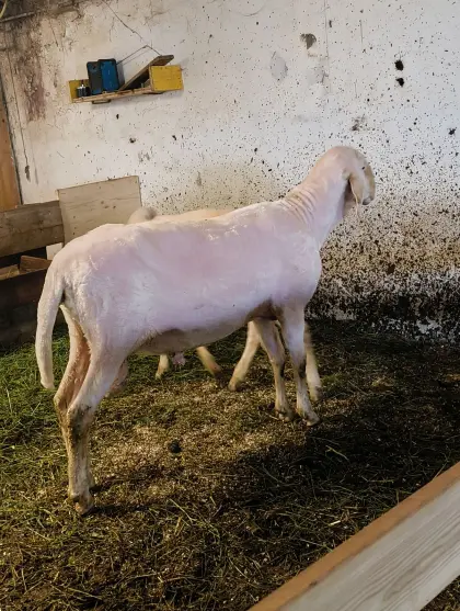 Tiroler Bergschaf-Widder