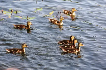 Wildentenküken, Küken Stockente 3 Wochen alt
