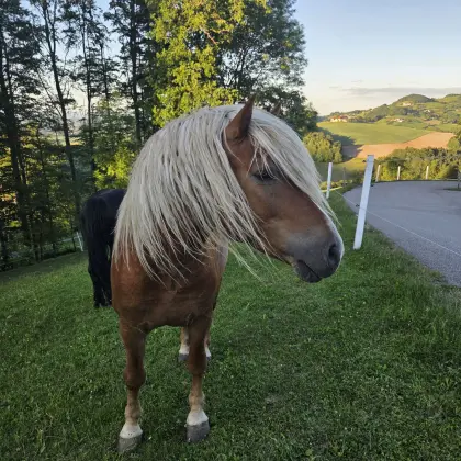 Verkaufe Haflinger Schoko