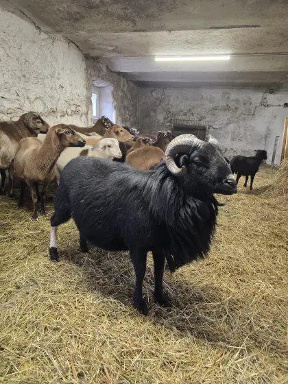 Kamerun-Bock „Prinz“