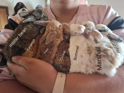 Kaninchen in verschiedenen Farbschlägen