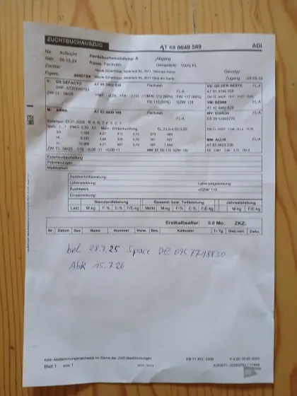 Verkaufe trächtige Bio-Fleckviehkalbinnen