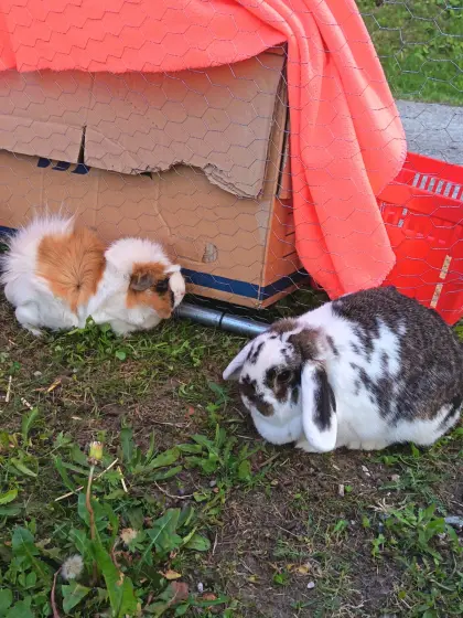 Verkaufe Meerschweinchen