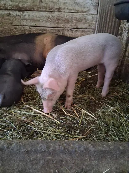 Ferkel