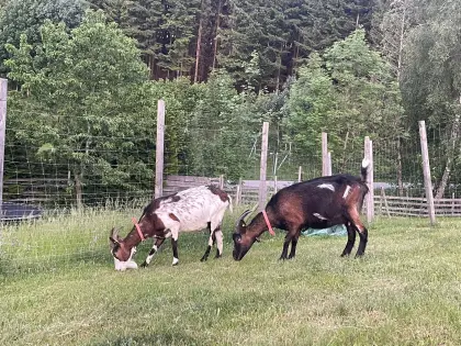 Tauernschecken in Milch