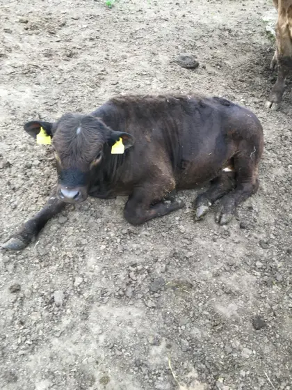 Galloway/Limousin Ochse