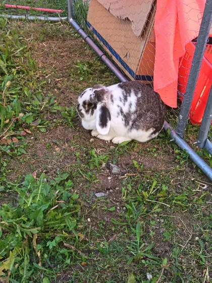 Verkaufe Widderkaninchen und Meerschweinchen