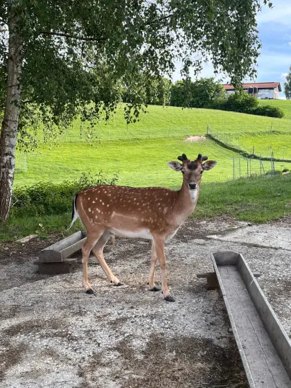 Damwild, Damhirsch, Spießer, Löffler