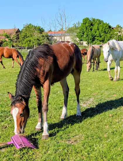 Stutfohlen Appaloosa x deutsches Reitpony