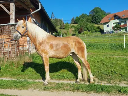 Haflinger-Wallach