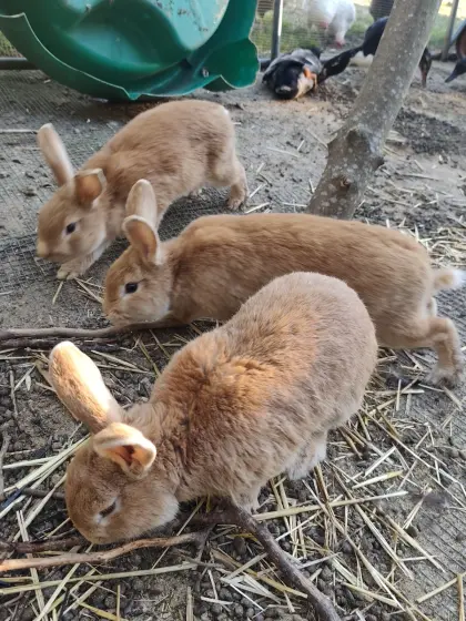 Kaninchen Rote Neuseeländer x Blaue Wiener