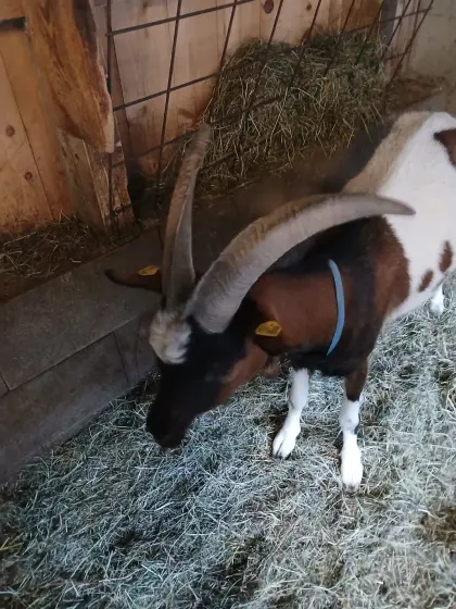 Tauerscheckenbock