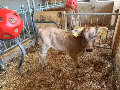 Braunviehkalb männlich
