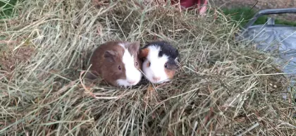 Meerschweinchen