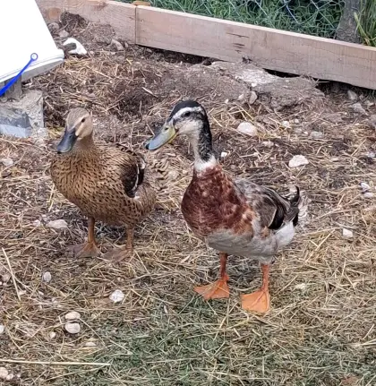 Entenpärchen