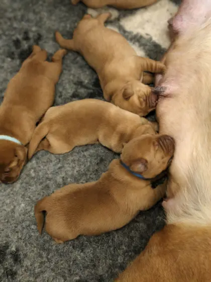 Labrador-Welpen mit Ahnentafel