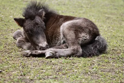 Mini-Shetlandponyfohlen