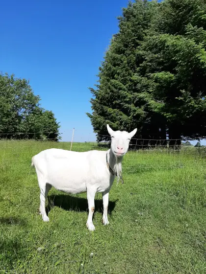 Urlaub am Bauernhof